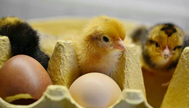 broiler chicken lighting broiler chicken lighting