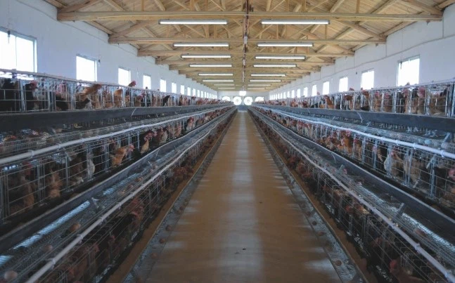 Grow-LED-Poultry-Light-2