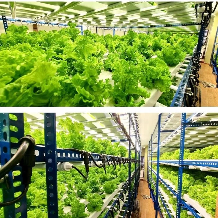 grows light spectrum grows light spectrum