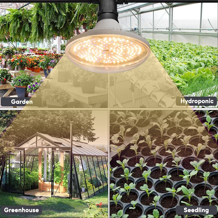 Blue 450nm Red 660nm Spectrum Led Solar Powered Grow Lights application Blue 450nm Red 660nm Spectrum Led Solar Powered Grow Lights application