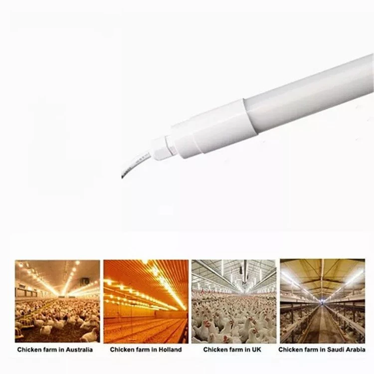 Chiếu sáng chuồng gia cầm