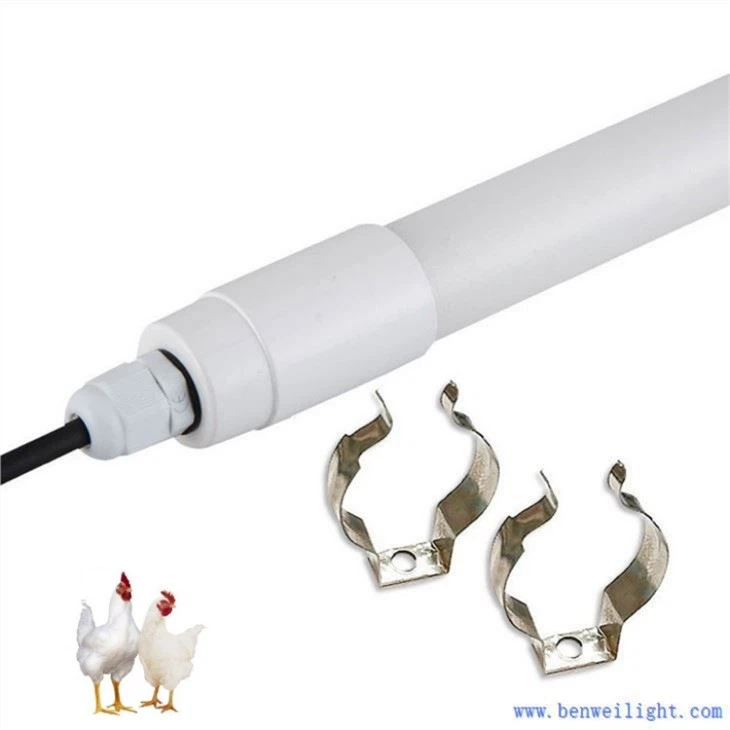 Chiếu sáng Led cho chuồng gia cầm