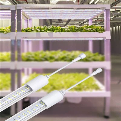 Cây nhỏ phát triển ánh sáng