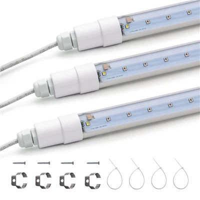 Cà chua phát triển ánh sáng