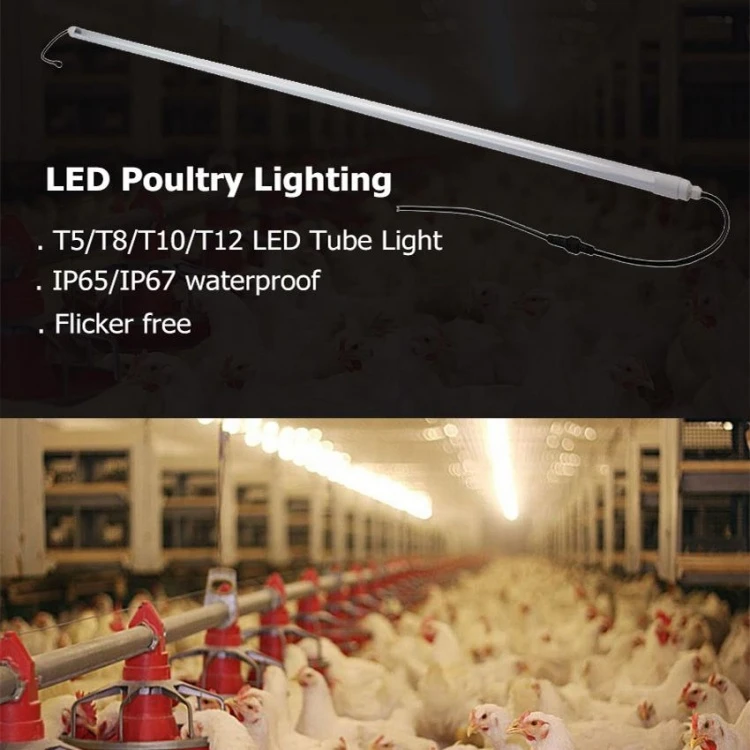 Flicker-Free Led Poultry Lights Waterproof Flicker-Free Led Poultry Lights Waterproof